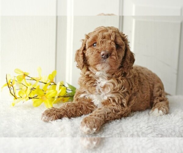 Medium Photo #2 English Cocker Spaniel-Poodle (Miniature) Mix Puppy For Sale in SALEM, MO, USA