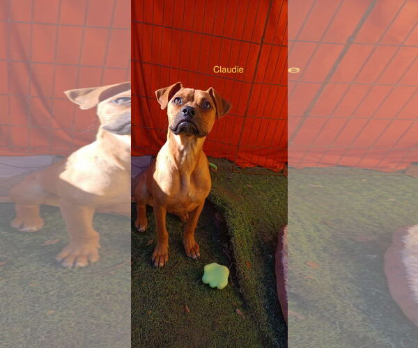 Medium Photo #1 Boxador Puppy For Sale in Woodland Hills, CA, USA