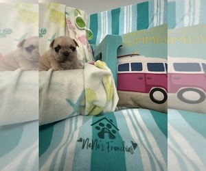 French Bulldog Puppy for sale in OPP, AL, USA