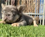 Small #4 French Bulldog
