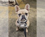 Small French Bulldog