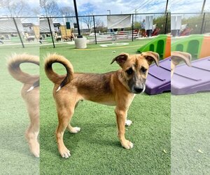 Mutt Dogs for adoption in St louis, MO, USA