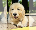 Small Photo #12 Golden Retriever Puppy For Sale in AMITY, AR, USA