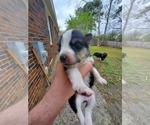 Small Photo #15 Border Collie-Siberian Husky Mix Puppy For Sale in GOOSE CREEK, SC, USA