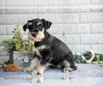 Puppy Rocky Schnauzer (Miniature)