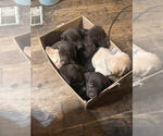Image preview for Ad Listing. Nickname: Litter of 6