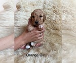 Puppy Orange Girl Goldendoodle (Miniature)