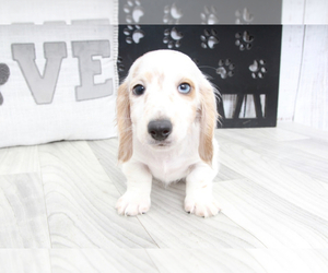Dachshund Puppy for sale in MARIETTA, GA, USA