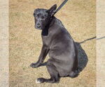 Small #3 Huskies -Labrador Retriever Mix