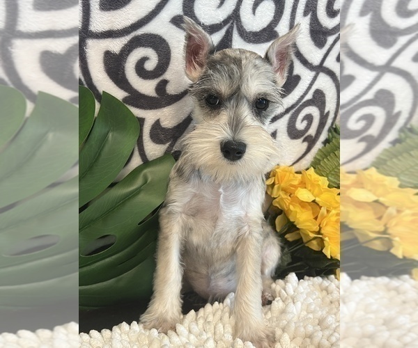 Medium Photo #4 Schnauzer (Miniature) Puppy For Sale in MARTINSVILLE, IN, USA