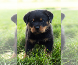 Rottweiler Puppy for sale in BREMEN, IN, USA