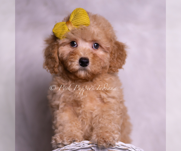 Medium Photo #7 Poodle (Toy) Puppy For Sale in WARSAW, IN, USA