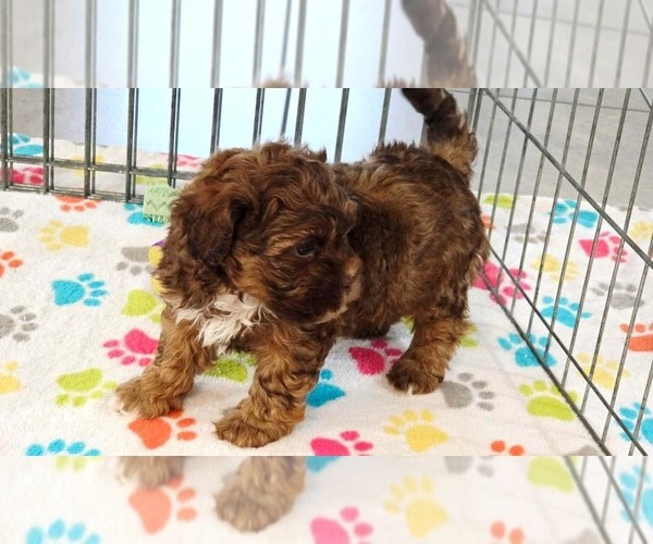 Medium Photo #7 ShihPoo Puppy For Sale in ORO VALLEY, AZ, USA