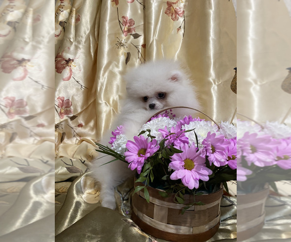 Medium Photo #1 Miniature Spitz Puppy For Sale in Chisinau, Chisinau Municipality, Moldova