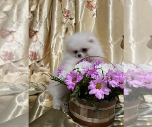 Miniature Spitz Puppy for sale in Chisinau, Chisinau Municipality, Moldova
