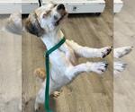 Small #4 Shih Tzu Mix