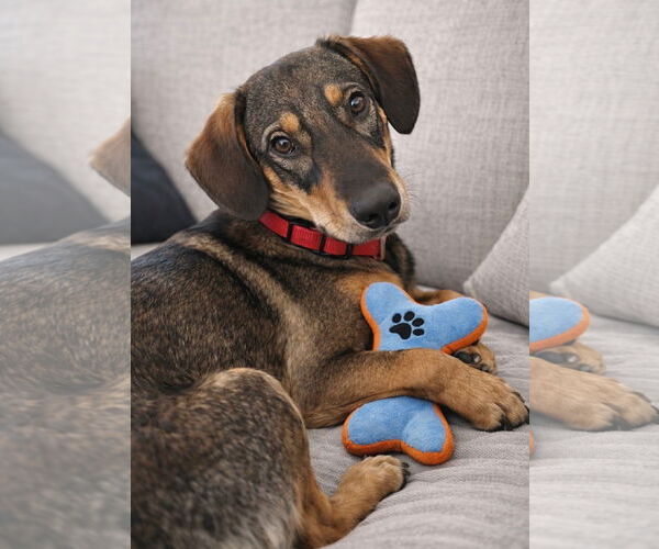 Medium Photo #2 American Foxhound-Beagle Mix Puppy For Sale in Euless, TX, USA