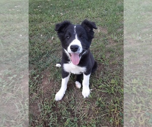 Border Collie Puppy for sale in FORT CHISWELL, VA, USA