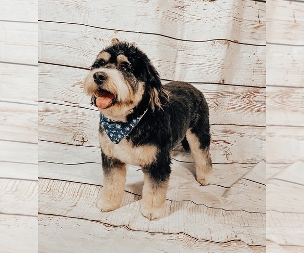 Medium Photo #1 Bernedoodle Puppy For Sale in MANTENO, IL, USA