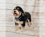 Small Photo #1 Bernedoodle Puppy For Sale in MANTENO, IL, USA