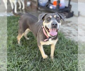 Mutt Dogs for adoption in Modesto, CA, USA