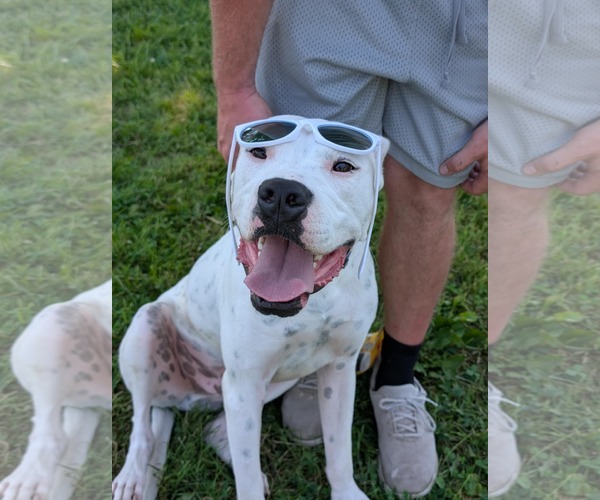 Medium Photo #5 Boxer-Unknown Mix Puppy For Sale in Germantown, OH, USA