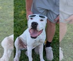 Small #4 Boxer Mix