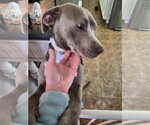 Small #12 Labrador Retriever Mix