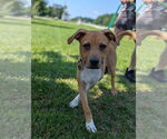 Small #3 American Staffordshire Terrier