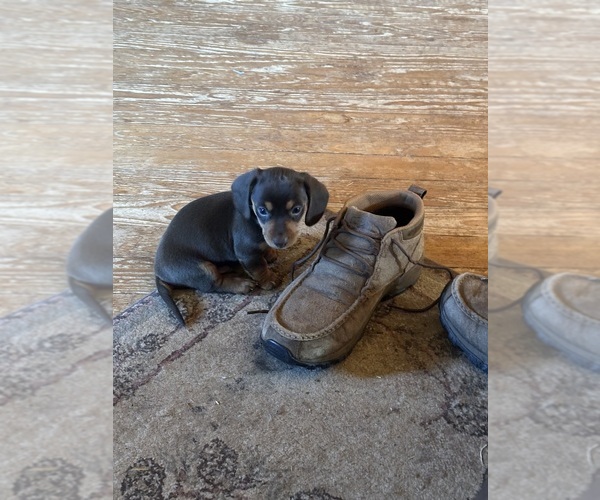 Medium Photo #3 Dachshund Puppy For Sale in WESTCLIFFE, CO, USA
