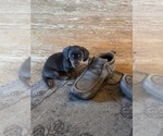 Puppy Puppy 2 Dachshund
