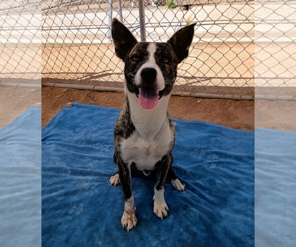 Medium Photo #4 Mutt Puppy For Sale in Apple Valley, CA, USA