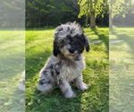 Small #28 Cavapoo (Miniature)