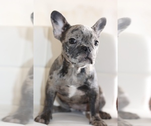 French Bulldog Puppy for Sale in LAS VEGAS, Nevada USA