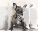 Puppy 1 French Bulldog