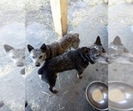 Small Photo #13 Australian Cattle Dog Puppy For Sale in BREWSTER, CO, USA