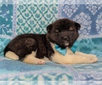 Small Photo #5 Akita Puppy For Sale in PARADISE, PA, USA