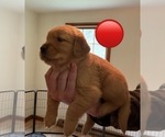 Small #2 Golden Retriever