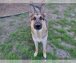 Small Photo #2 German Shepherd Dog Puppy For Sale in Plano, TX, USA