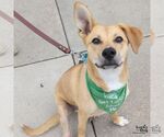 Small #10 Collie-Retriever  Mix