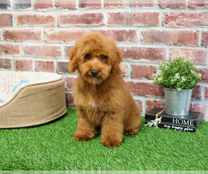 Poodle (Miniature) Puppy for sale in SYRACUSE, IN, USA