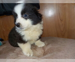Small Photo #34 Australian Shepherd-Pembroke Welsh Corgi Mix Puppy For Sale in GALLEGOS, NM, USA