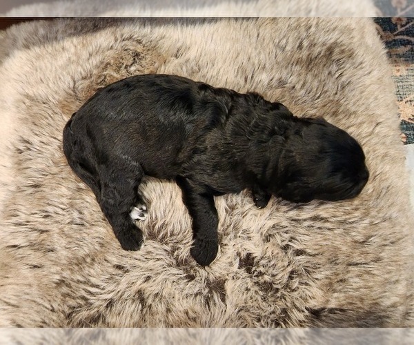 Medium Photo #6 Goldendoodle (Miniature) Puppy For Sale in PONCE DE LEON, FL, USA
