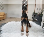 Small #7 Doberman Pinscher
