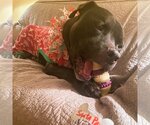Small #17 American Pit Bull Terrier