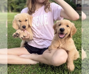 Golden Retriever Puppy for sale in BAXTER, TN, USA