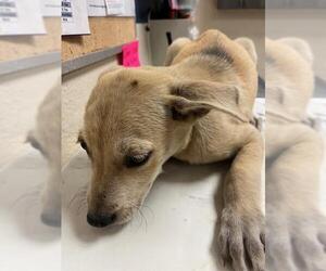 Labrador Retriever-Unknown Mix Dogs for adoption in Conroe, TX, USA