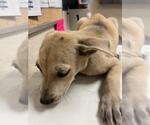 Small Labrador Retriever Mix