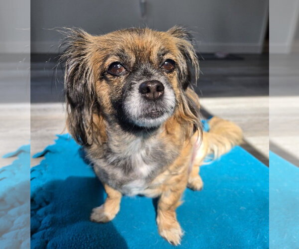 Medium Photo #3 Pekingese Puppy For Sale in Arlington, WA, USA