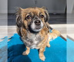 Small Photo #3 Pekingese Puppy For Sale in Arlington, WA, USA